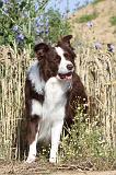 BORDER COLLIE 435